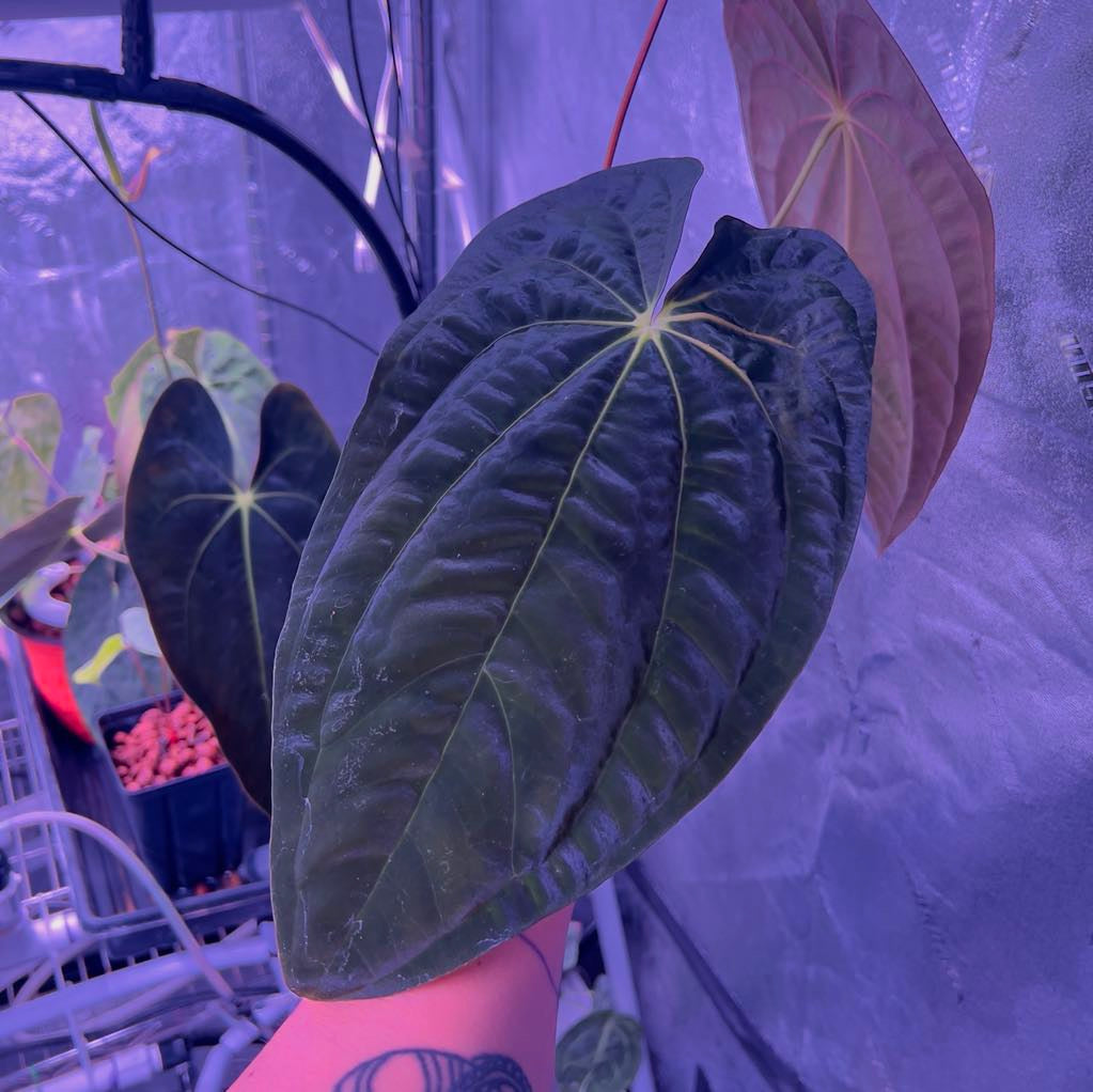 Papillilaminum breeding program  Anthurium Story