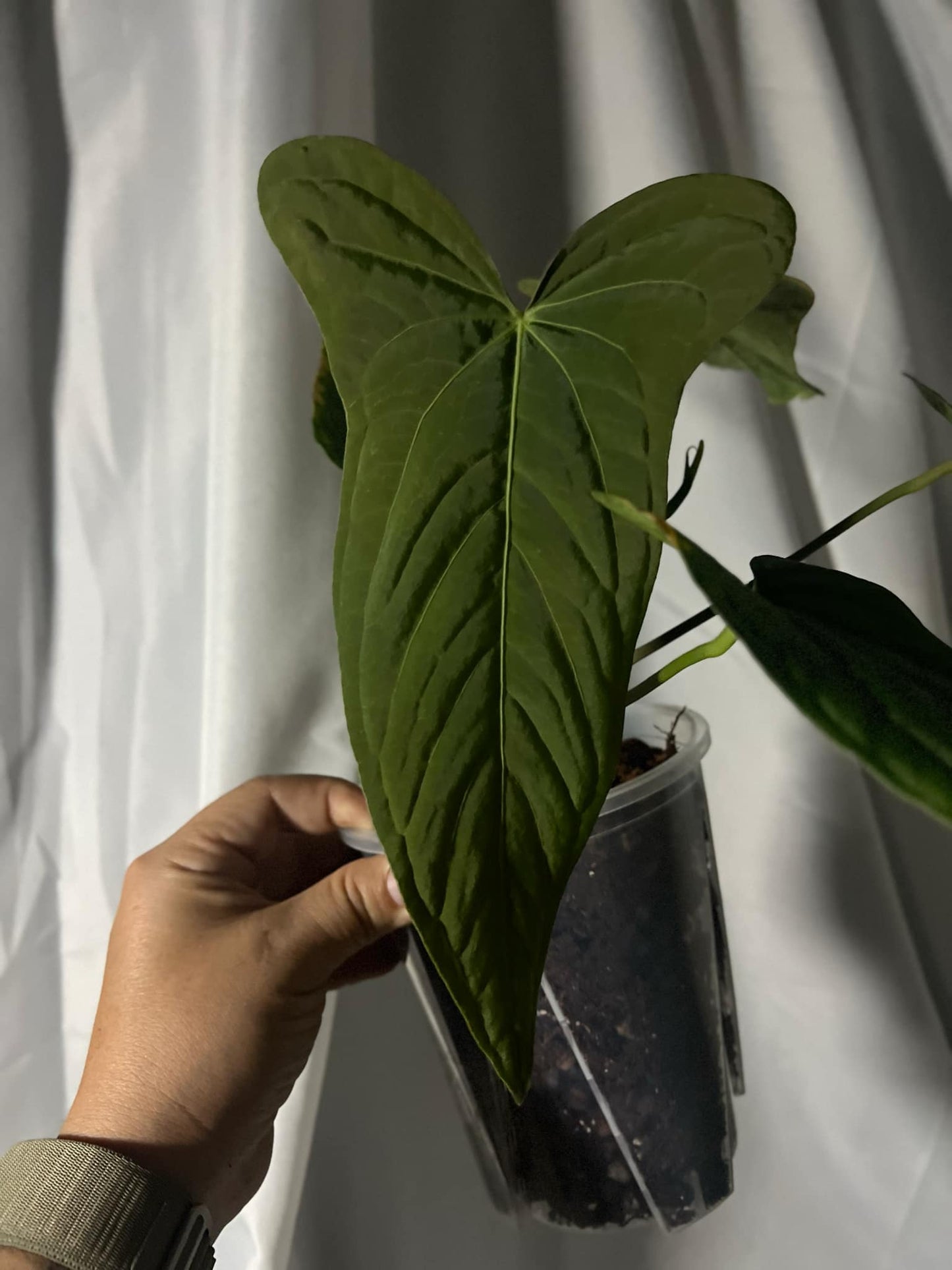 PapxBVEP x PapxTrilobe (PBxPT)
