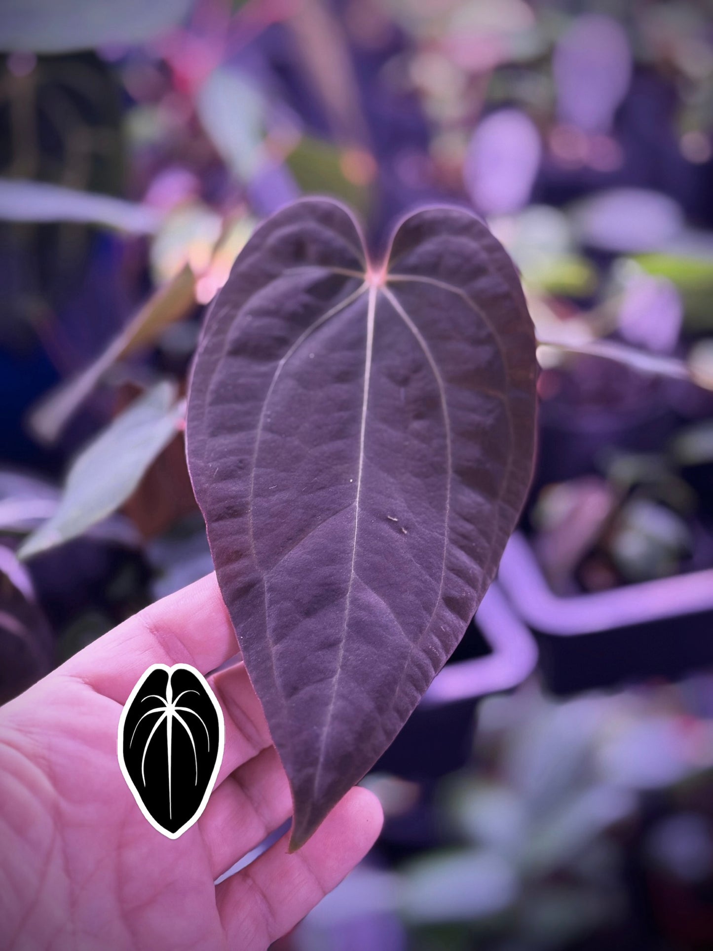 BCND ( BVEPxCarla X Night Dragon) small seedling