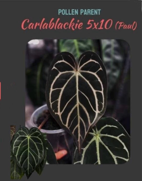 RC x Carla 5x10