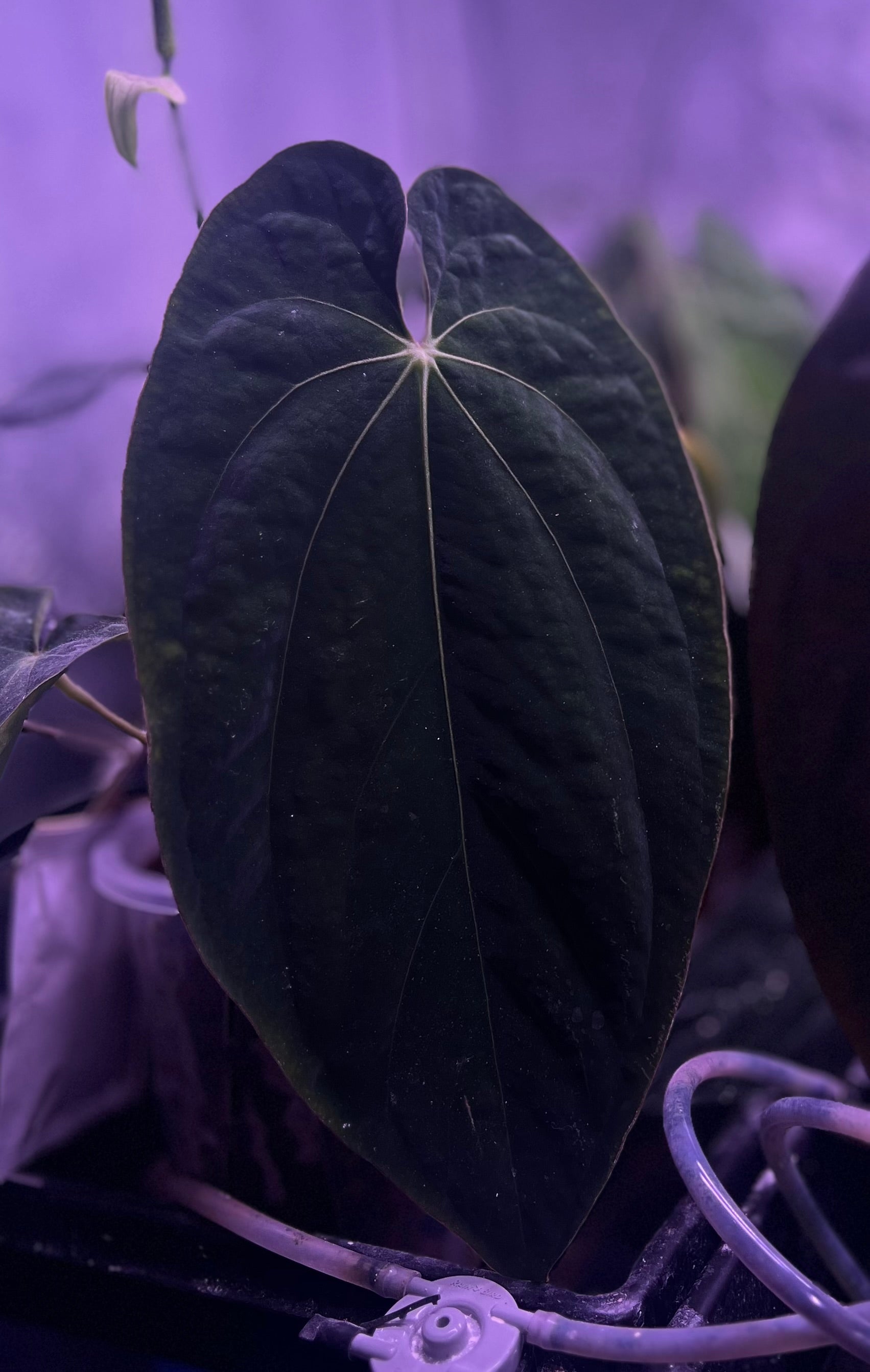 anthurium bvep BVEP – Anthurium Story