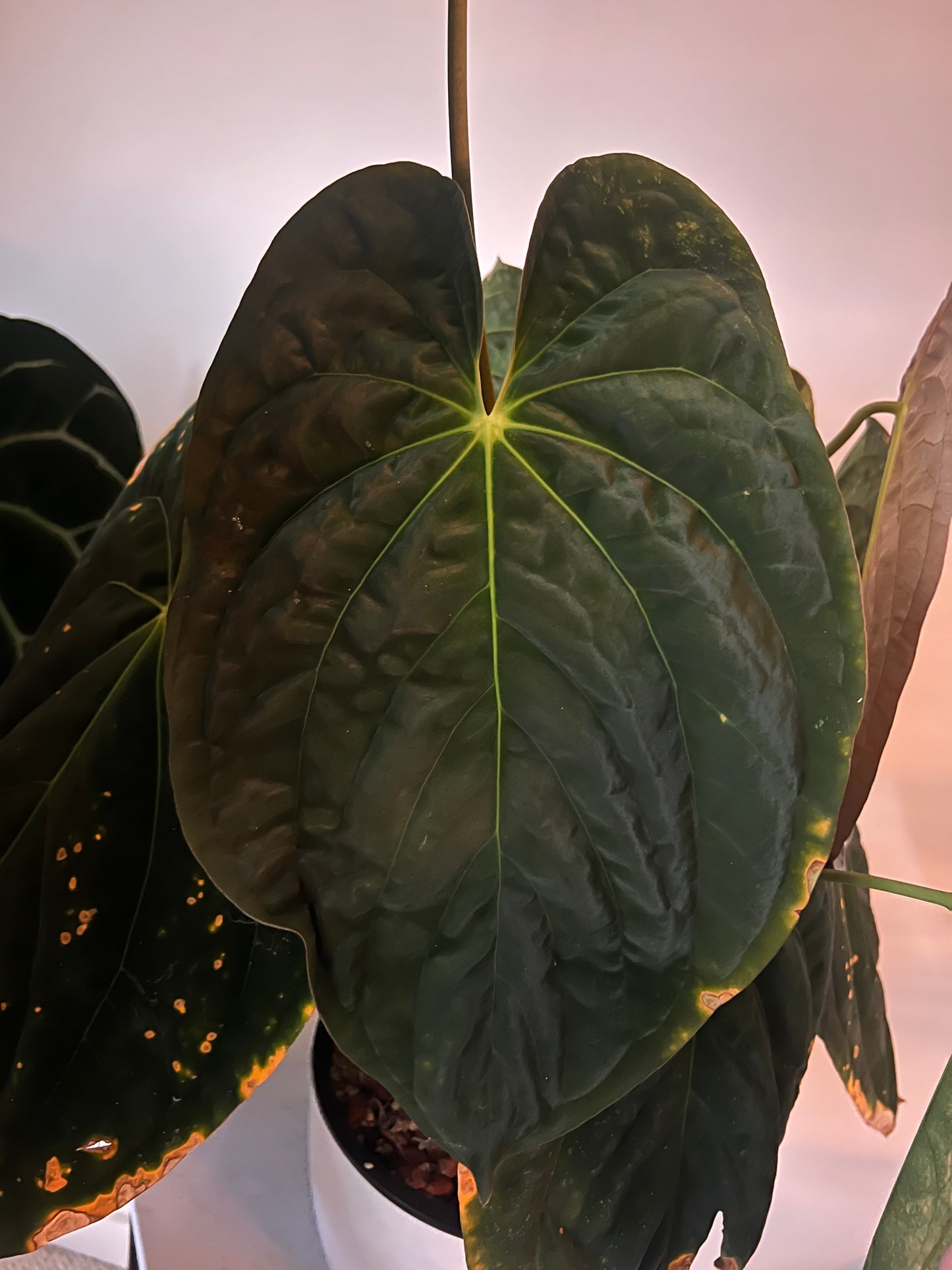 PapxBVEP x PapxTrilobe (PBxPT)