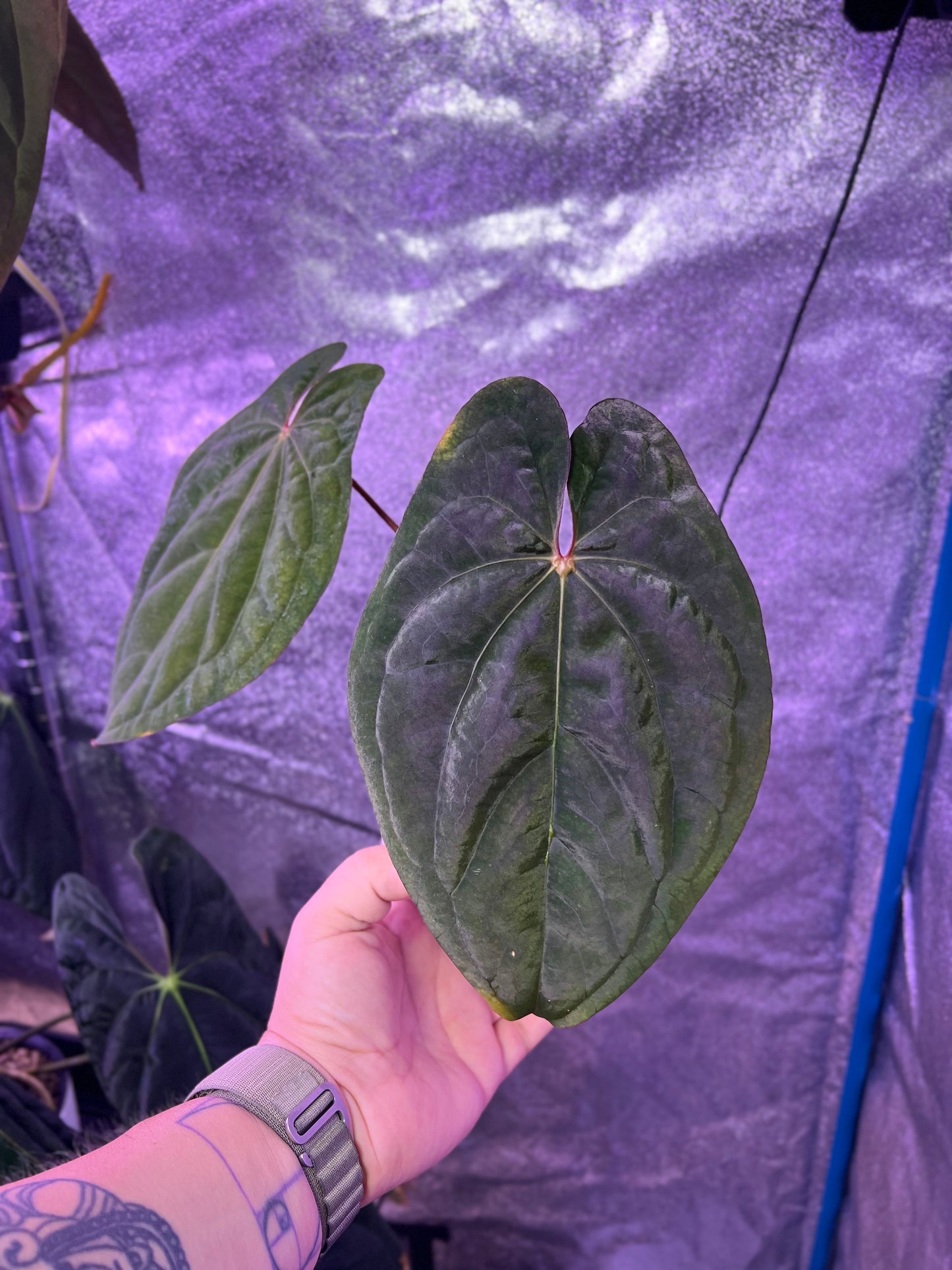 RVDP clone cut