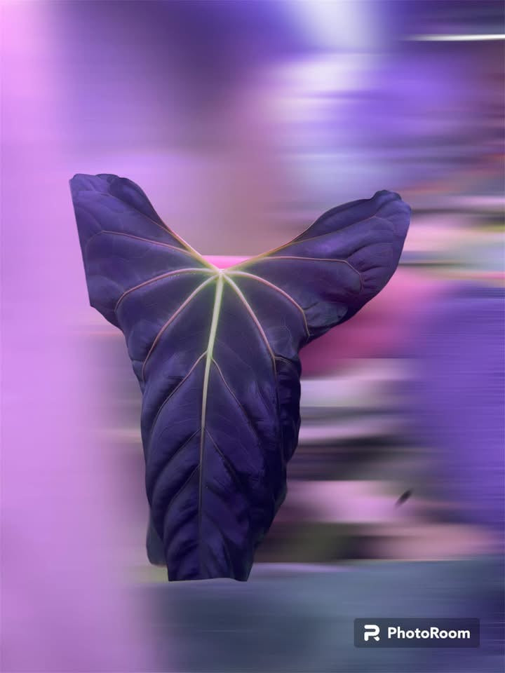 RLFSXMRWW