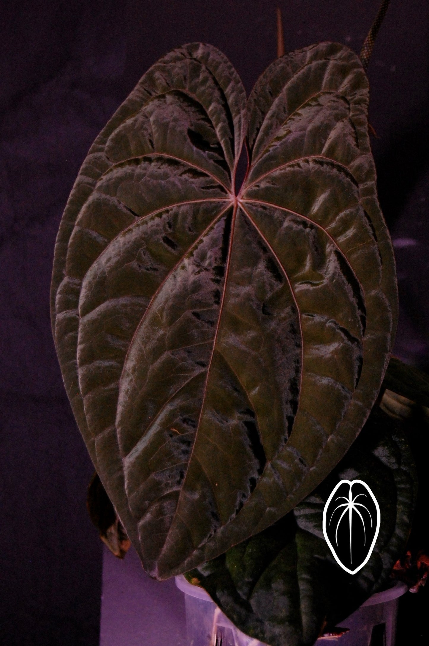 BCND ( BVEPxCarla X Night Dragon) small seedling