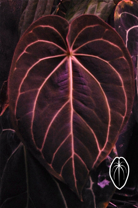 Carla Beldam x OG4 s1