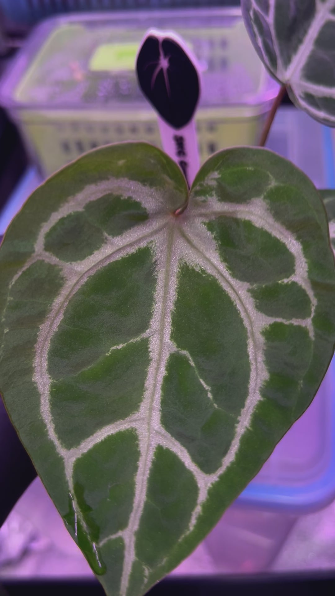 doc block anthurium SKG Grey x Doc Block coast to coast colab – Anthurium Story