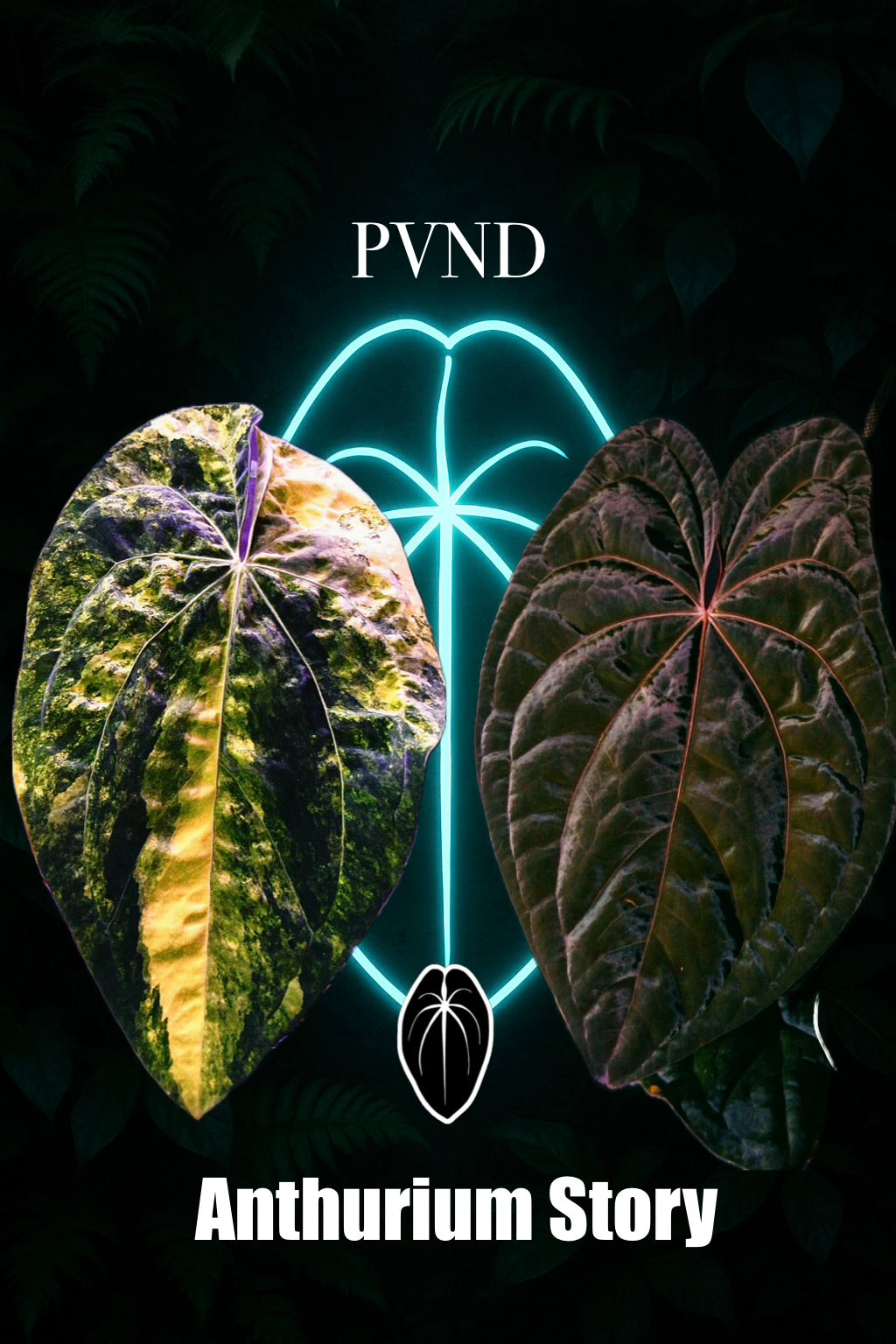 PVND ( Pap Var x Night Dragon)