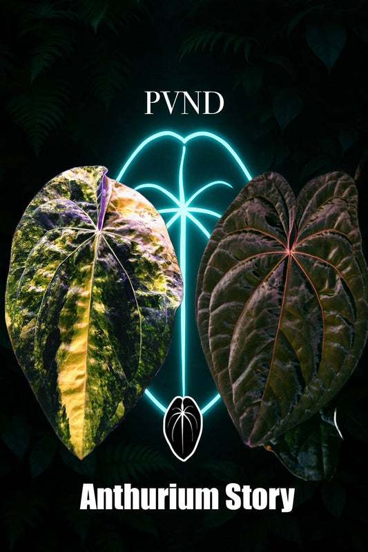 PVND ( Pap Var x Night Dragon)