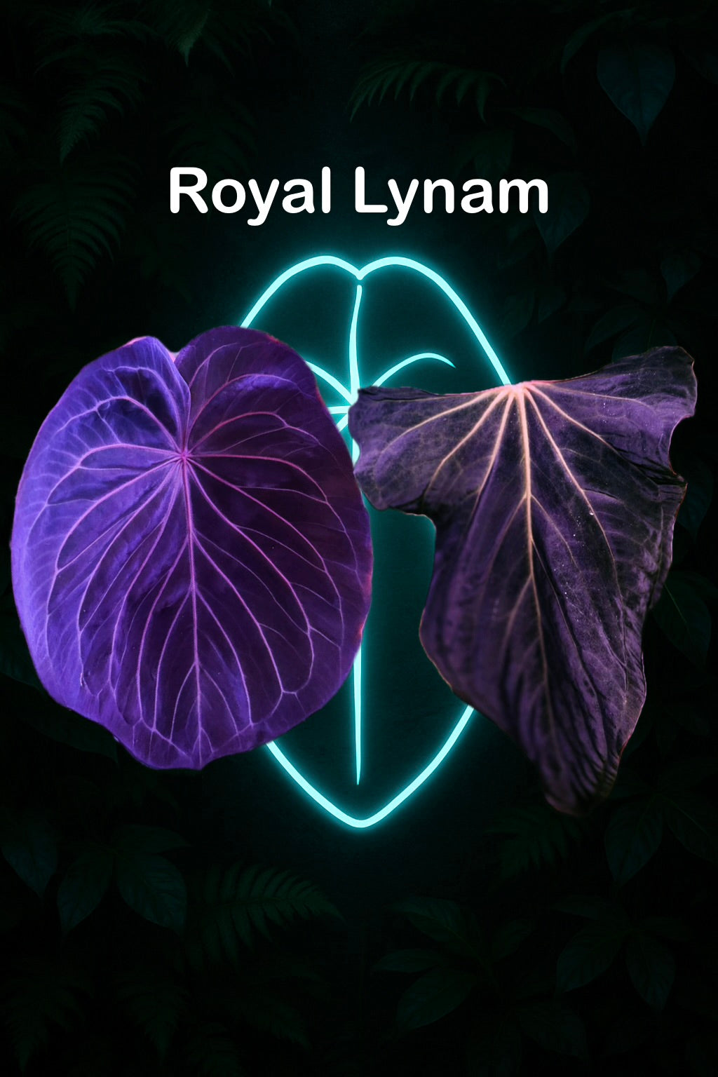 Royal Lynam