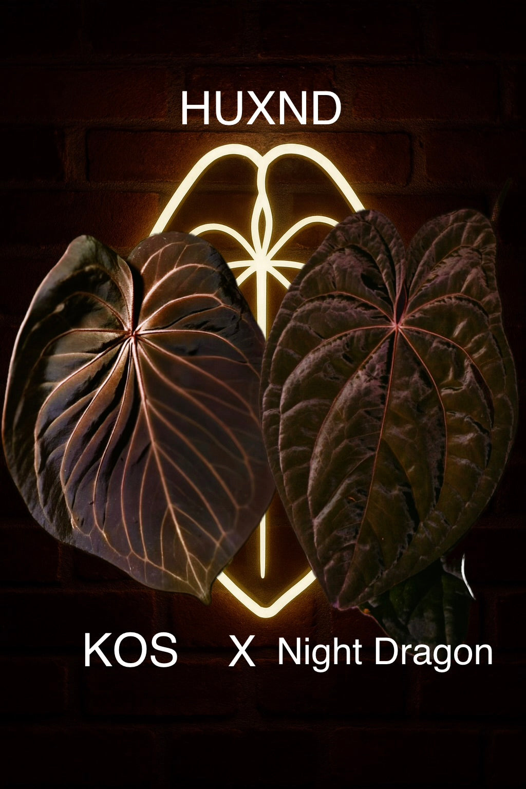 HU x Night Dragon