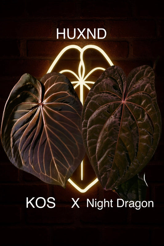 HU x Night Dragon