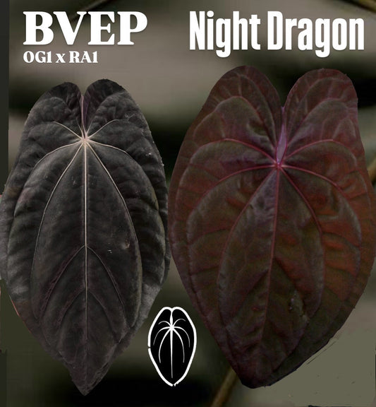 BVEP x Night Dragon JD001