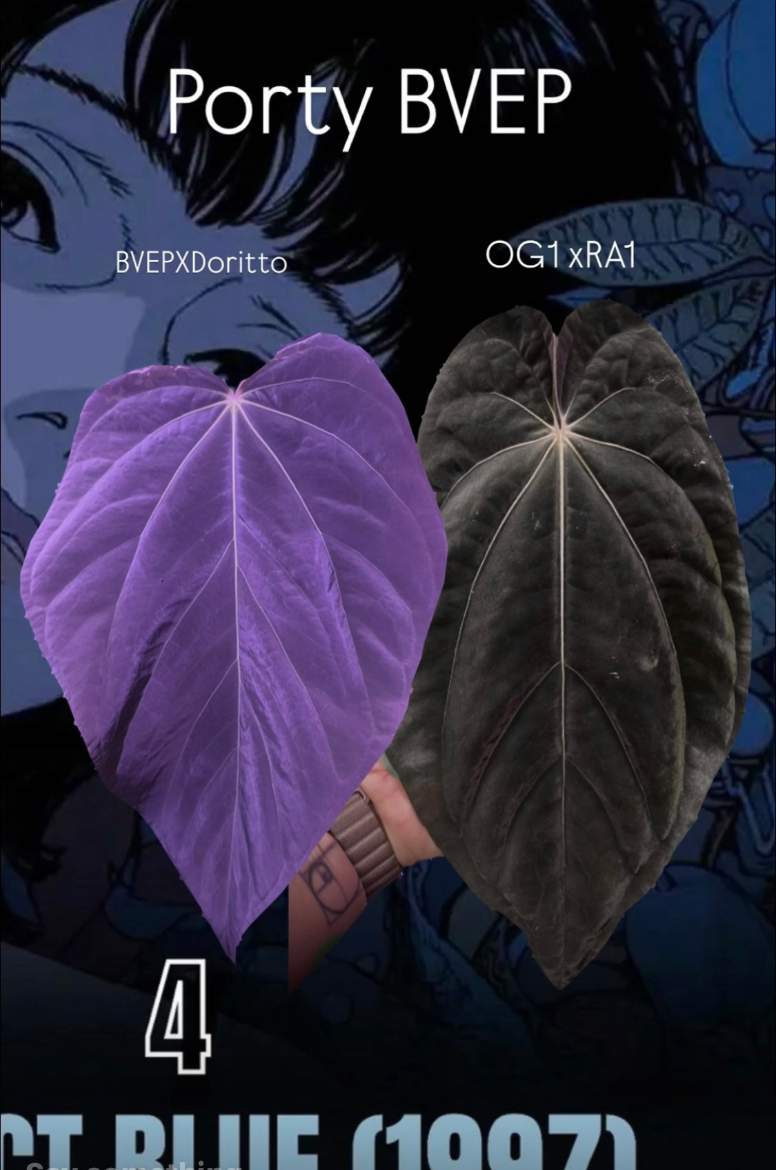 Porty BVEP – Anthurium Story