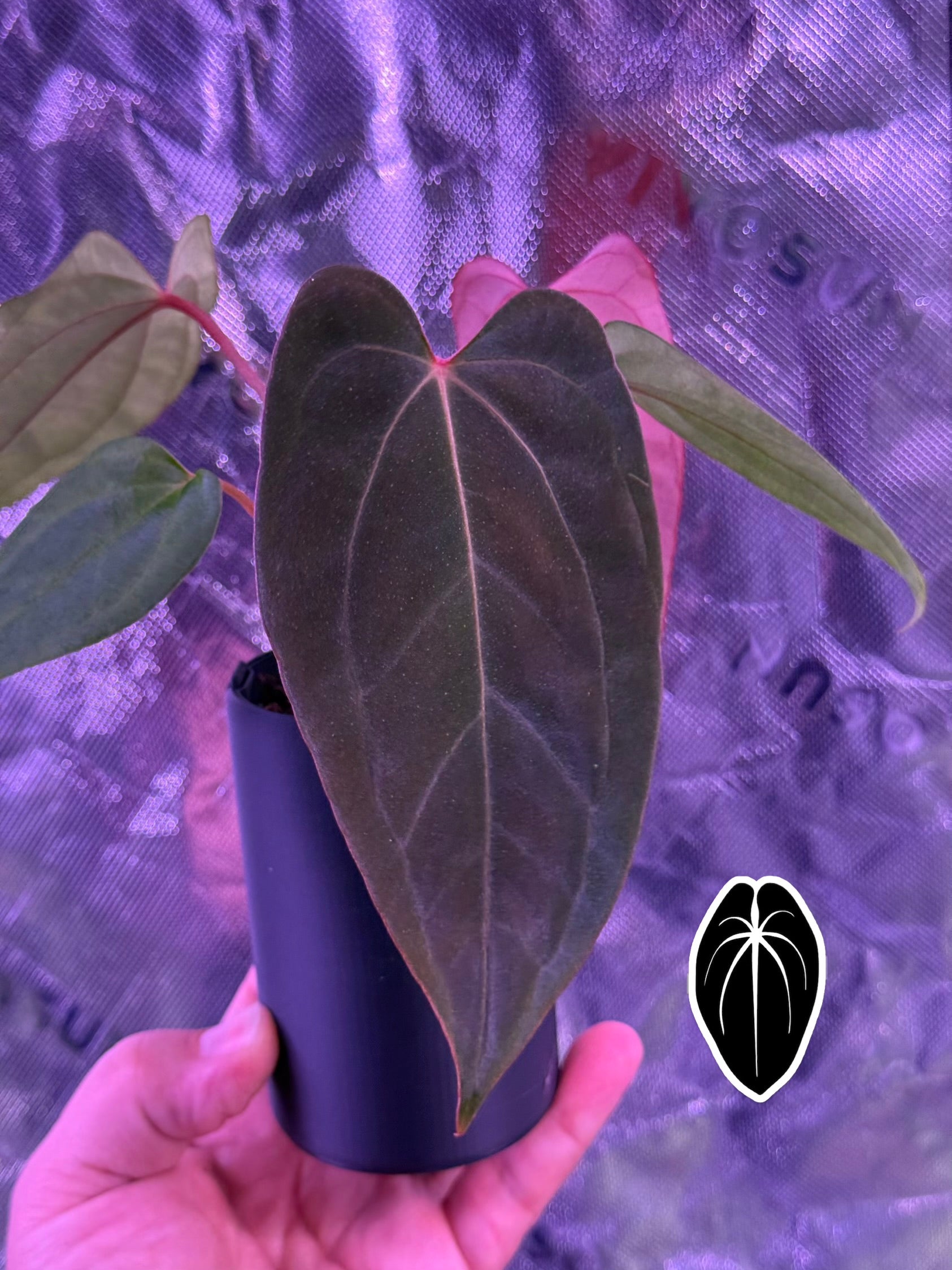 BCND ( BVEPxCarla X Night Dragon) small seedling – Anthurium Story