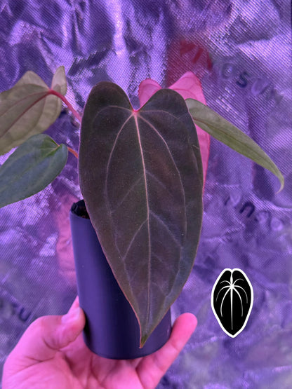 BCND                  ( BVEPxCarla X Night Dragon) small seedling