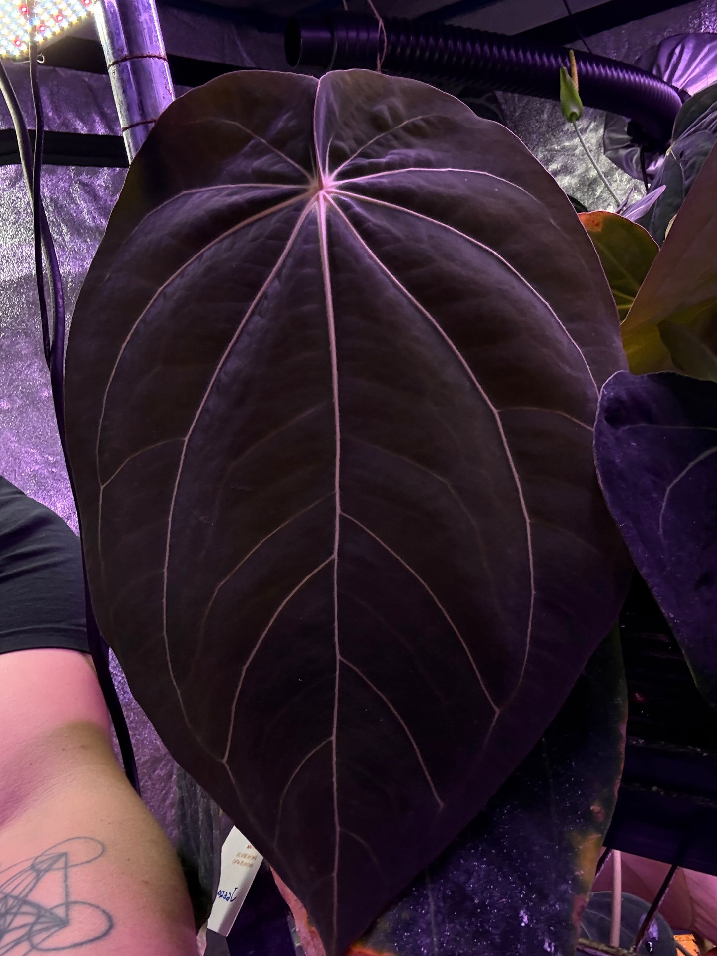 BCND                  ( BVEPxCarla X Night Dragon) small seedling