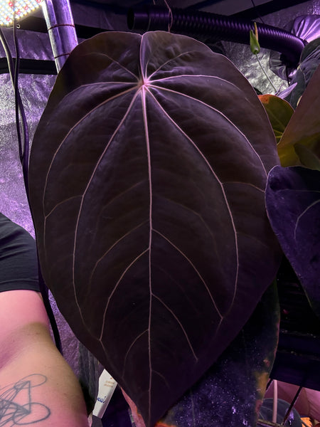 BCND                  ( BVEPxCarla X Night Dragon) small seedling