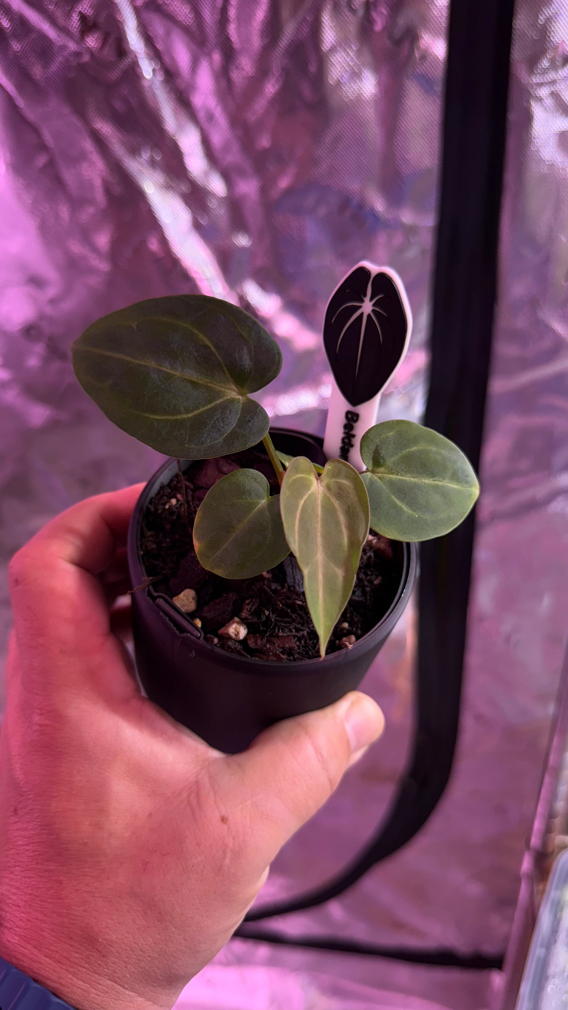 anthurium self watering pot 3D printed self watering pot