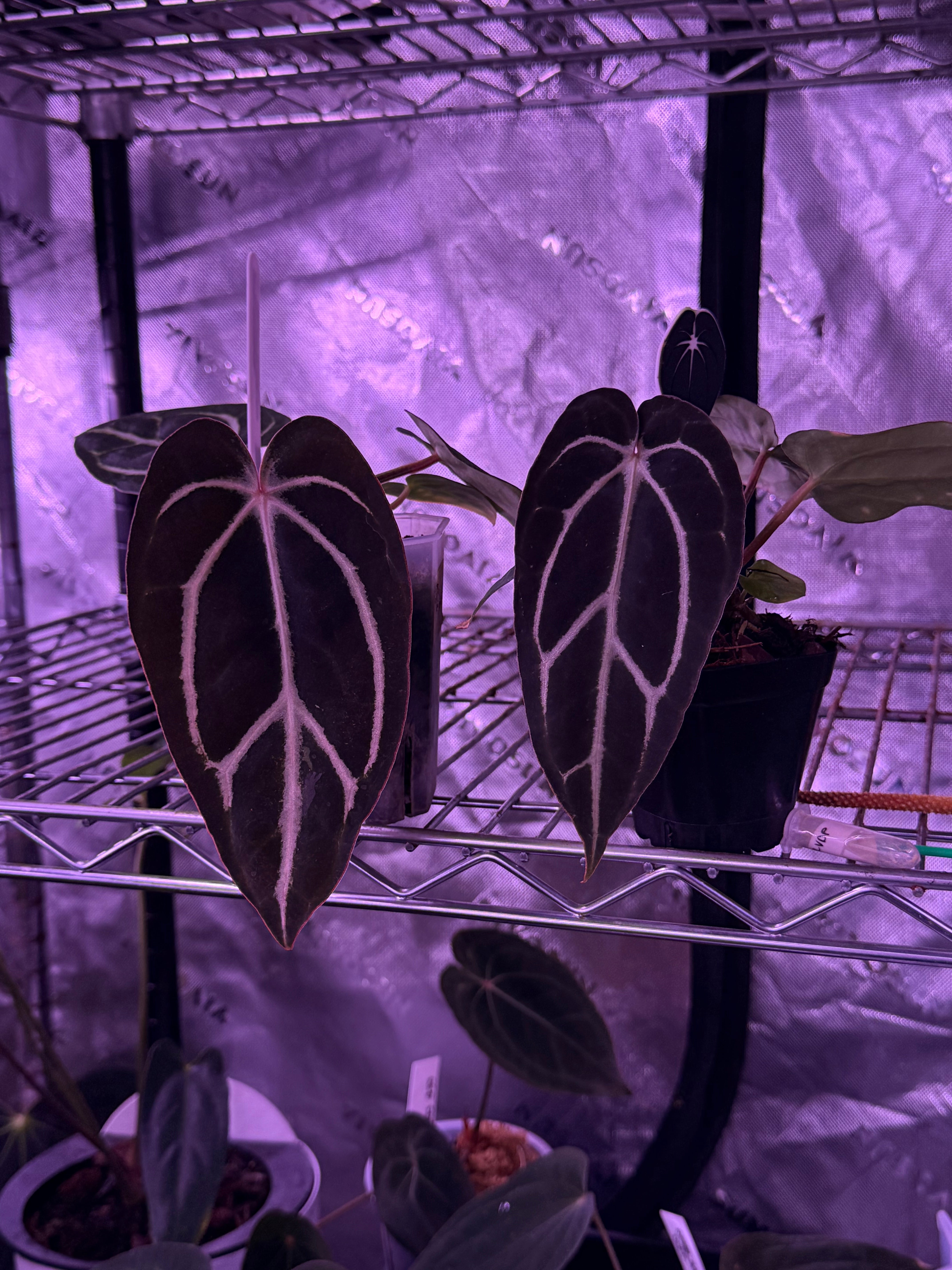 シェルガーランド♡ Carla Beldam x OG4 s1 – Anthurium Story