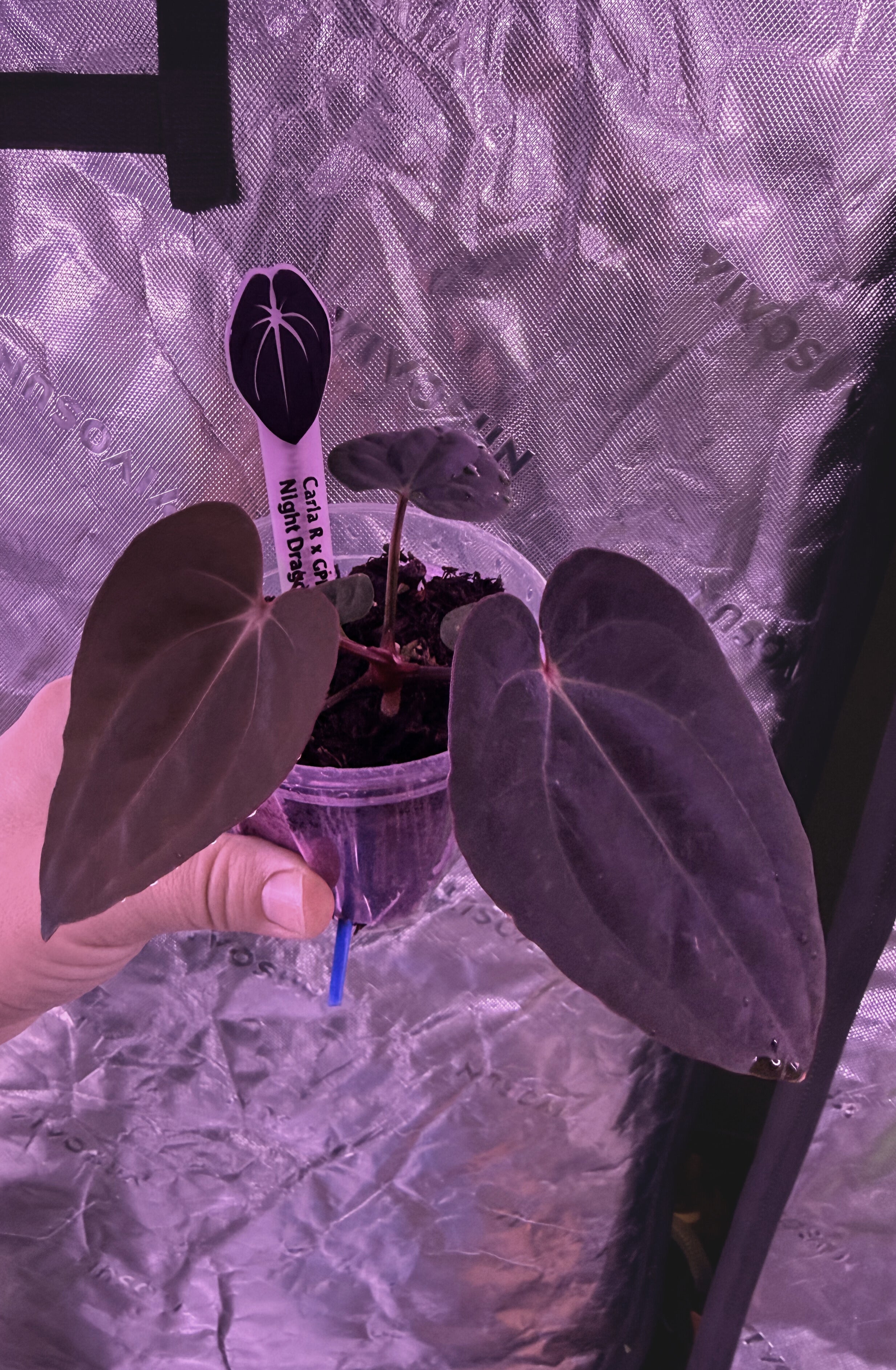 Carla x ND – Anthurium Story