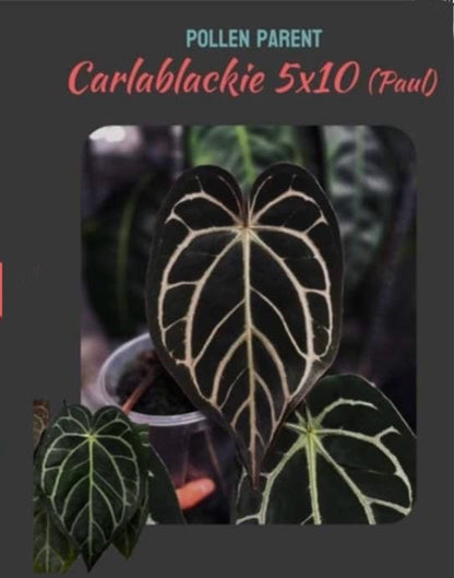 RC x Carla 5x10