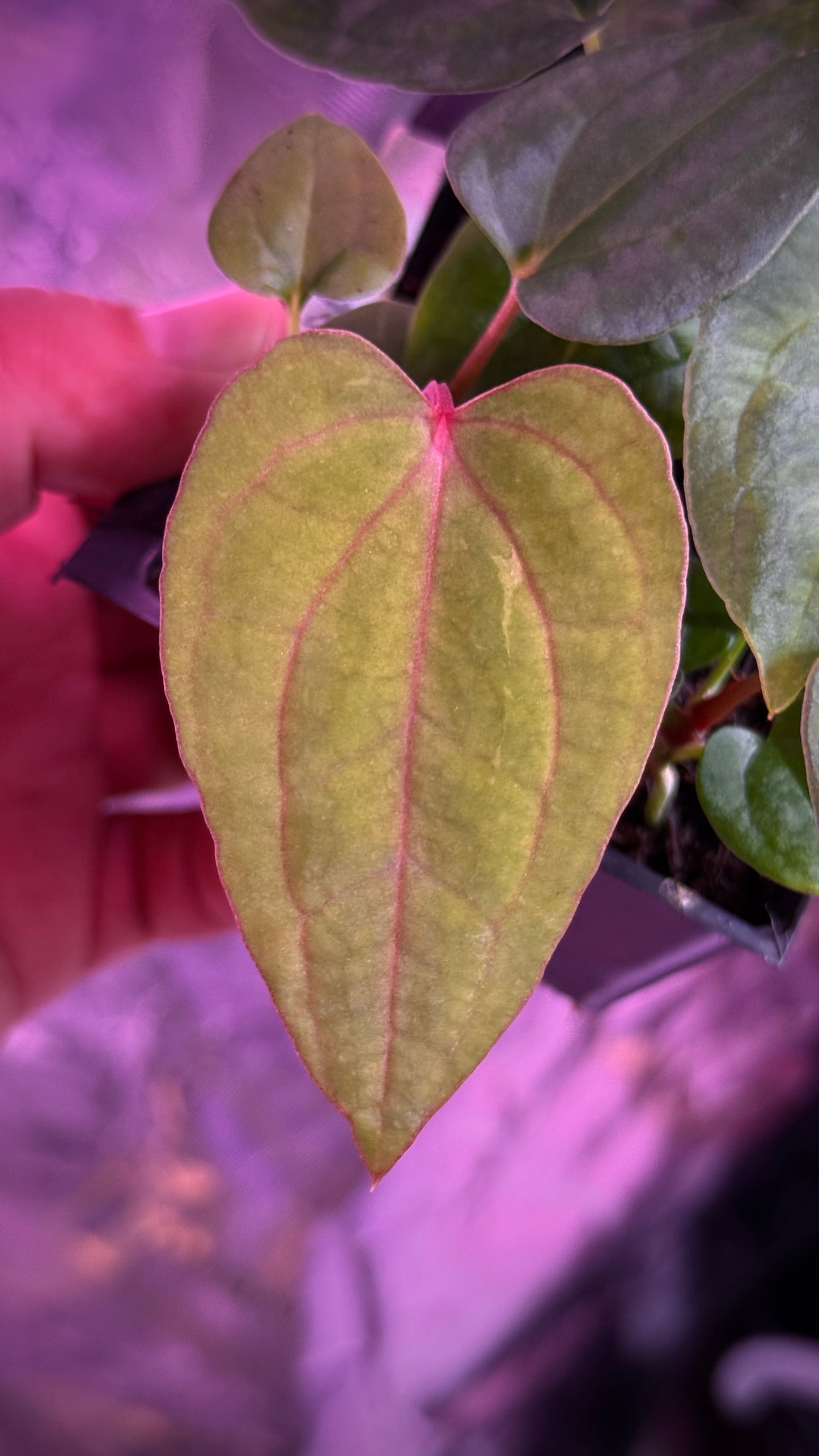 BCND                  ( BVEPxCarla X Night Dragon) small seedling