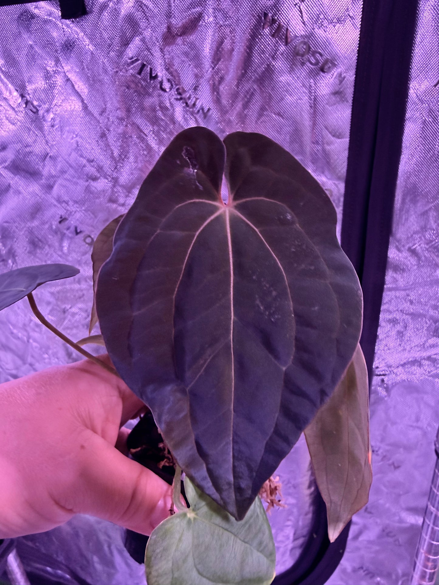 BVEP x Night Dragon – Anthurium Story