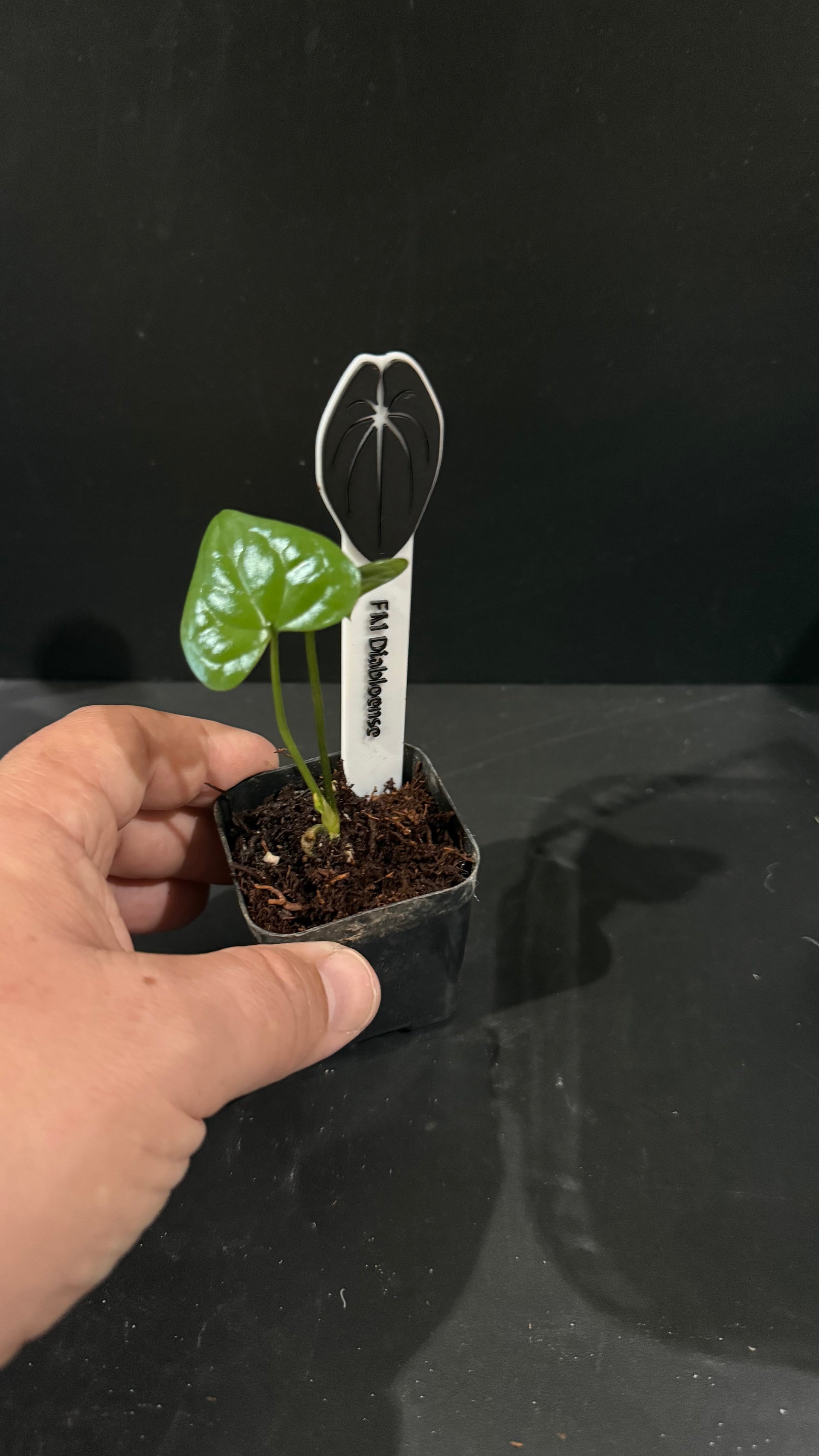 anthurium diabloense FM Diabolense – Anthurium Story