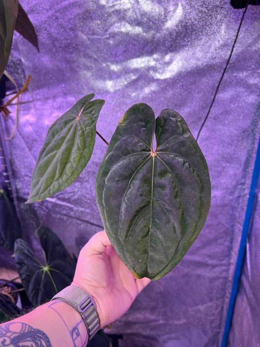 RVDP clone cut
