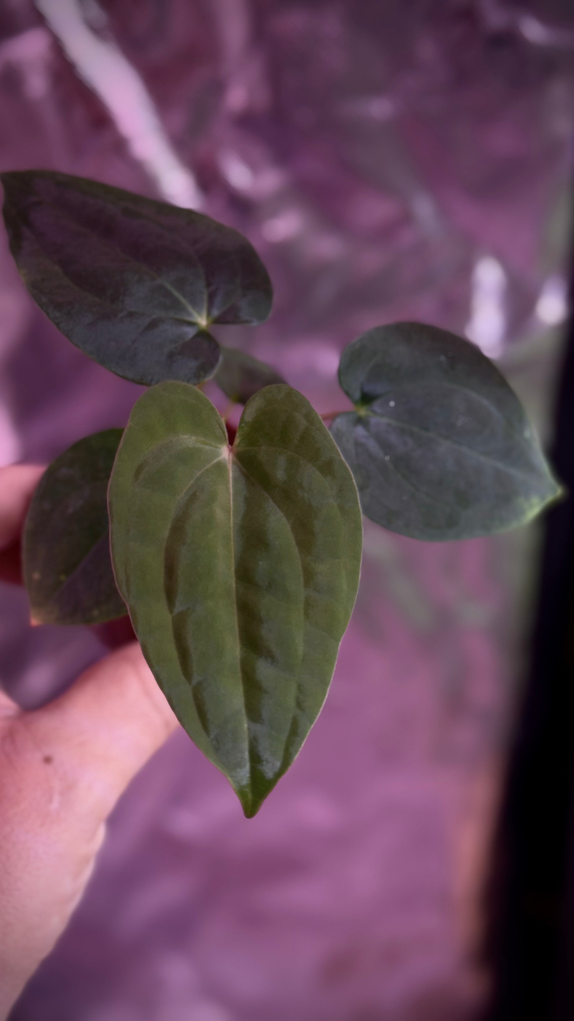 anthurium dark night BVEP x Night Dragon – Anthurium Story