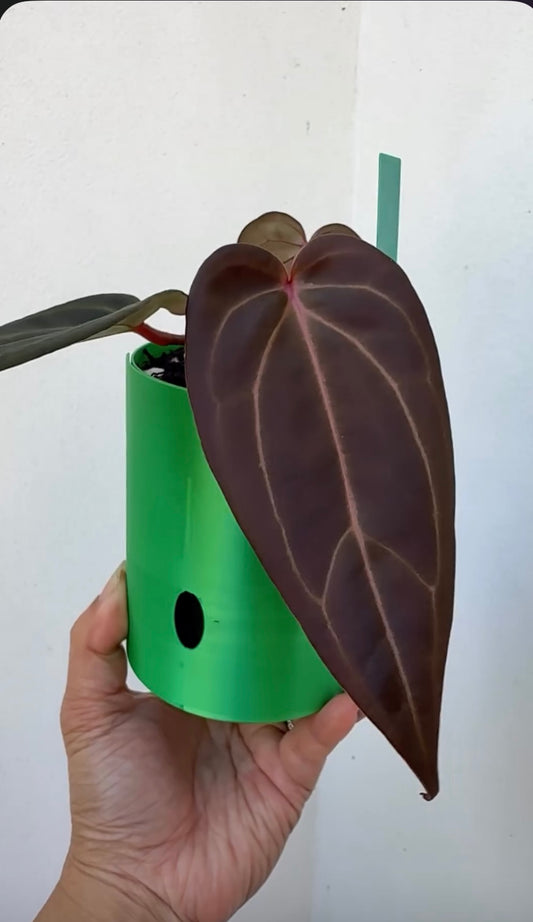 3D printed Anthurium pots