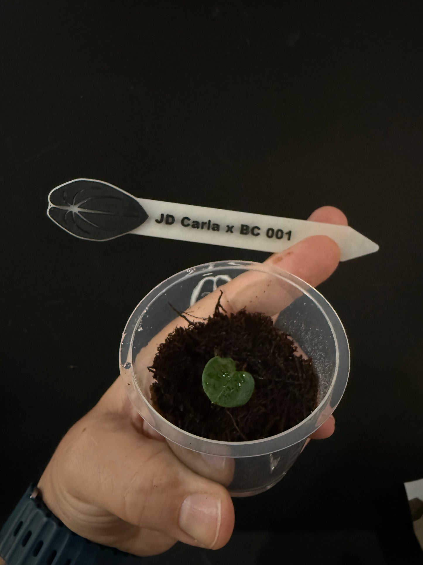 JD Carla x BC JD-01