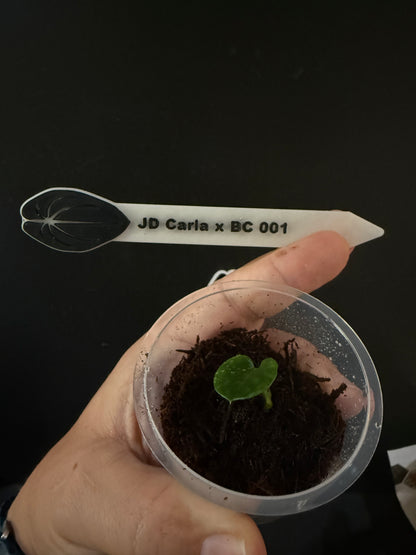 Carla x BC JD01