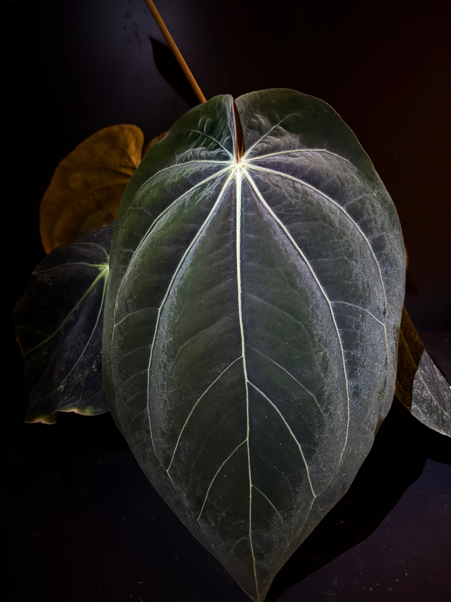 BCND                  ( BVEPxCarla X Night Dragon) small seedling