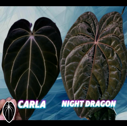 Carla x ND
