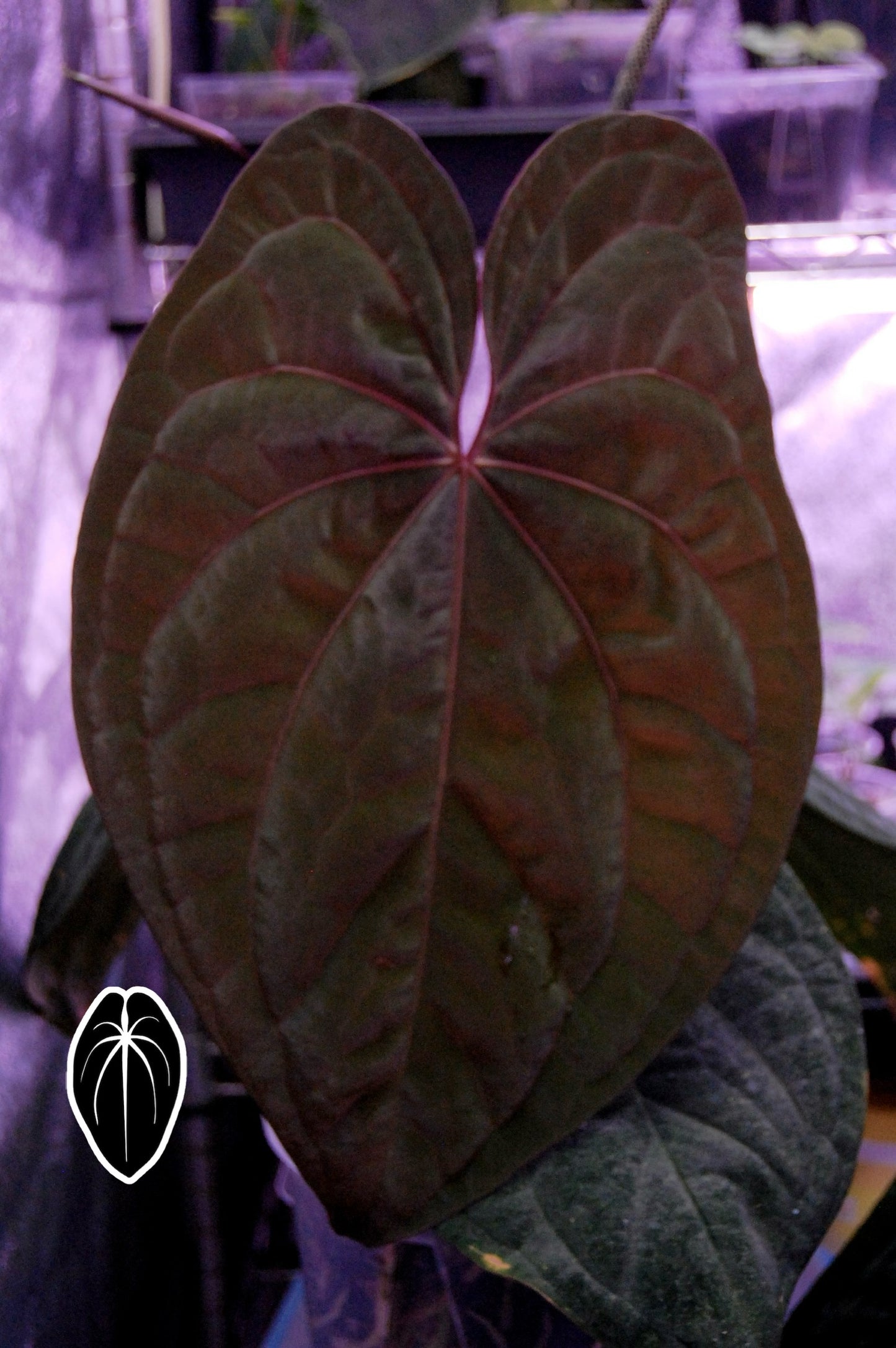 BCND                  ( BVEPxCarla X Night Dragon) small seedling