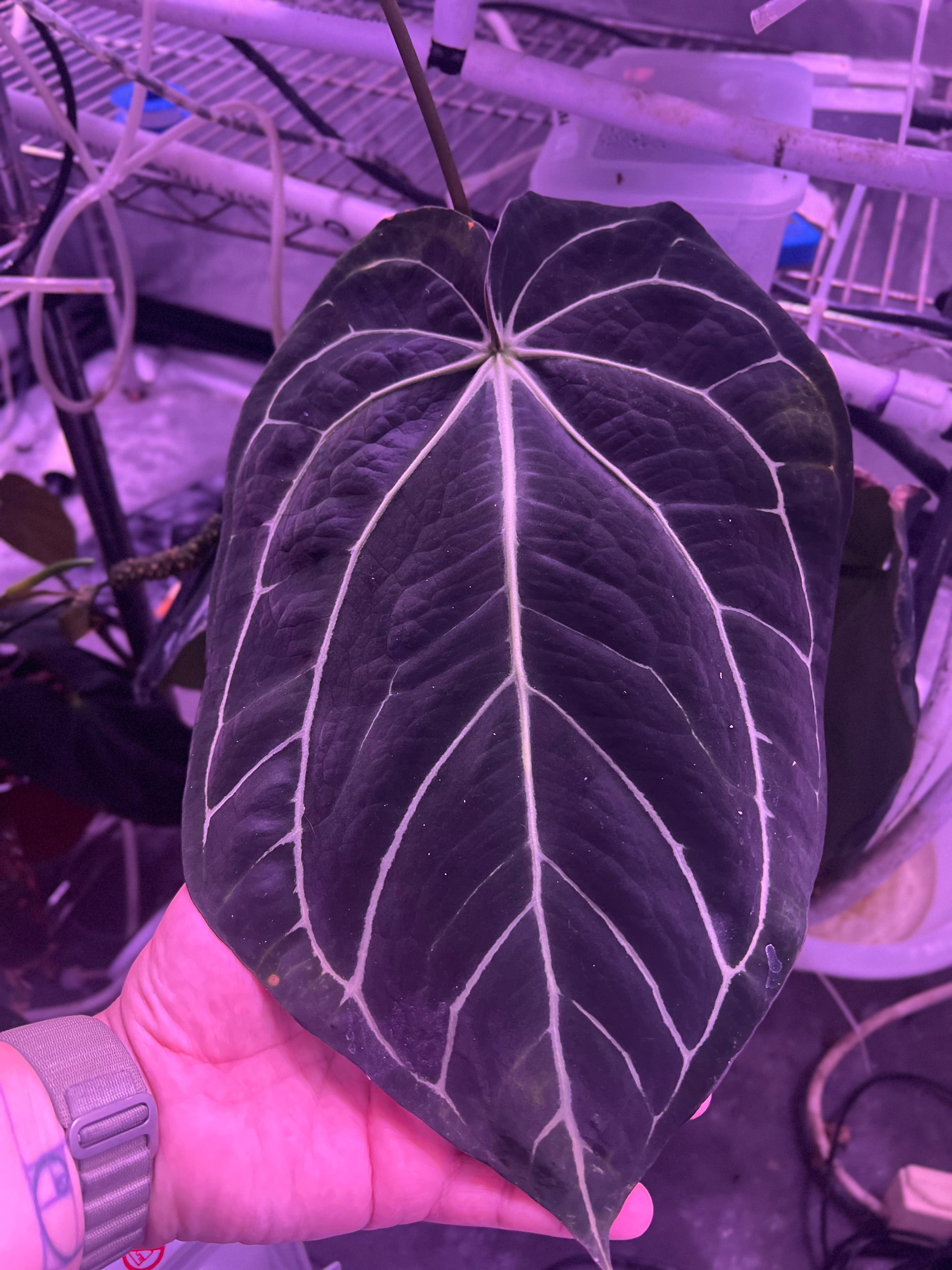 Carla Beldam x OG4 s1 – Anthurium Story