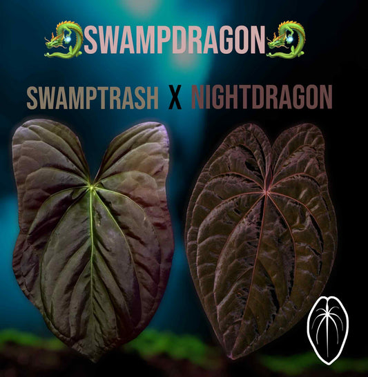 Swamp Dragon