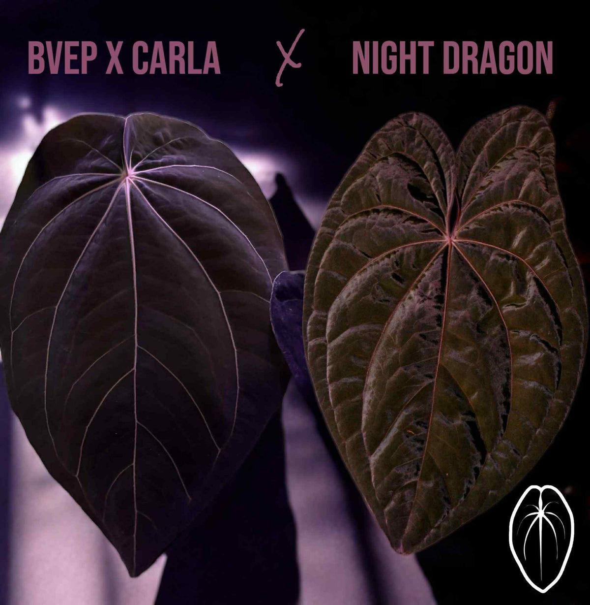 101 BCND (BVEPxCarla x NightDragon)