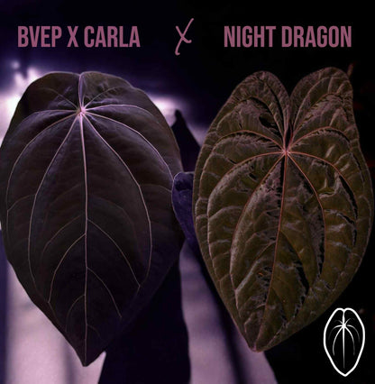 101 BCND (BVEPxCarla x NightDragon)