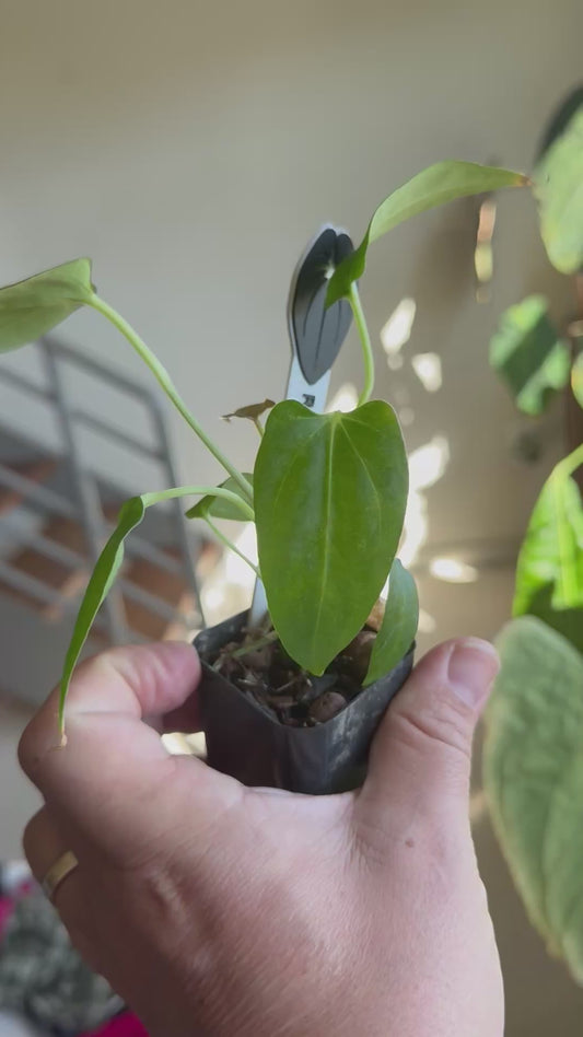 Ambient RLFSXMRWW seedlings