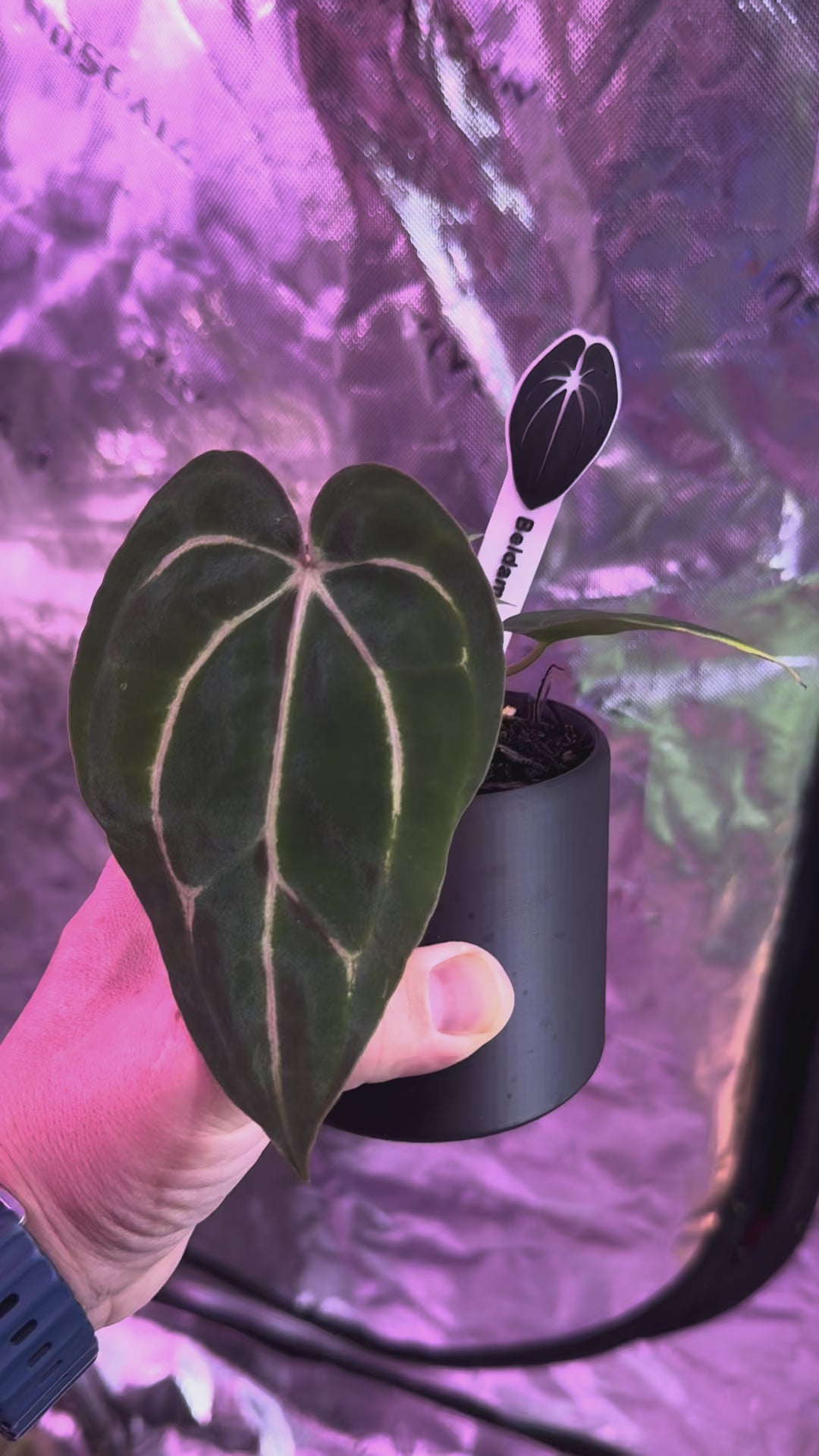 Carla Beldam x OG4 s1 – Anthurium Story
